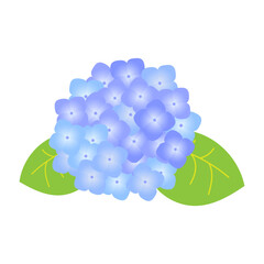 青い紫陽花の花のイラスト