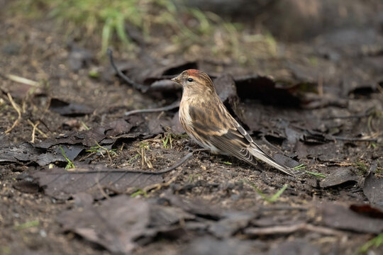 Red poll, male, Carduelis flammea, on the ground