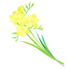 黄色のフリージアのイラスト