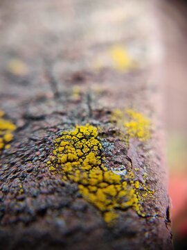 yellow moss on the log
