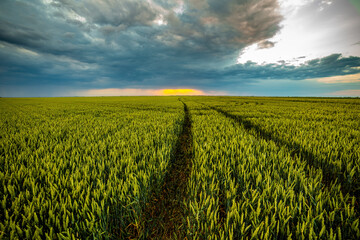Stunning sunset over a green wheat field with a path leading to the horizon