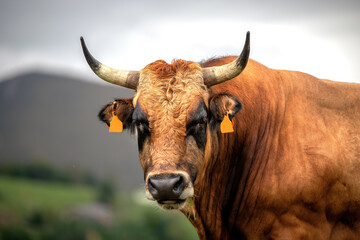 Portrait of a stout bull with tagged ears in the field.