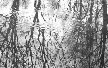 Trees, branches reflection in a lake, spring, fantastic, abstract shapes.