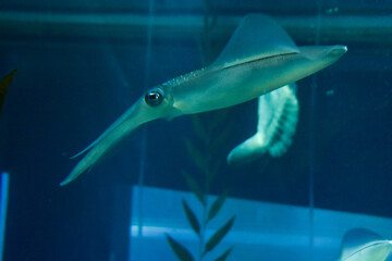 水族館　水槽の中を中を気持ちよさそうに泳ぐイカ