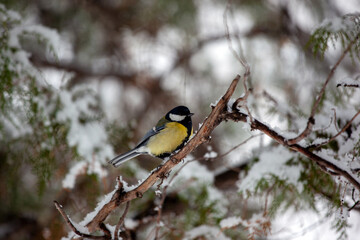 Great tit on a branch in winter forest