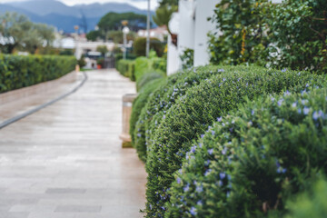 Trimmed round bushes of blooming rosemary along the sidewalk in the city, urban modern landscaping