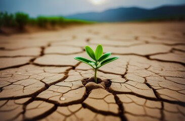 A young plant makes its way through into the dry, lifeless earth. a symbol of life and hope.  the concept of Earth Day.