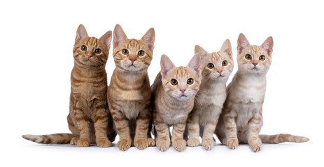 Row of 5 red  and red silver purebred European Shorthair cat kittens, sitting beside each other on perfect row. All looking towards camera. isolated on white background.