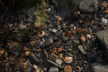 Oceanic Beach Scenes Featuring Seashells, Marine Life, and Seaweeds