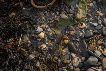 Oceanic Beach Scenes Featuring Seashells, Marine Life, and Seaweeds