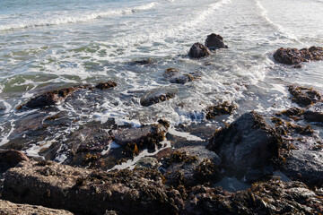 Oceanic Beach Scenes Featuring Seashells, Marine Life, and Seaweeds