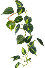 Philodendron Scandens Brazil on a transparent background. Variegated heart leaf Philodendron. Heart-shaped leaves in different shades of green and yellow.