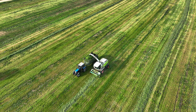 Forage harvester on grass cutting for silage in field. Cutting grass silage at field. Self-propelled Harvester on Hay making for cattle at farm. Tractor with trailer transport of hay grass silage.