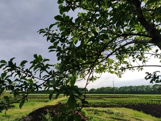 tree in the vineyard