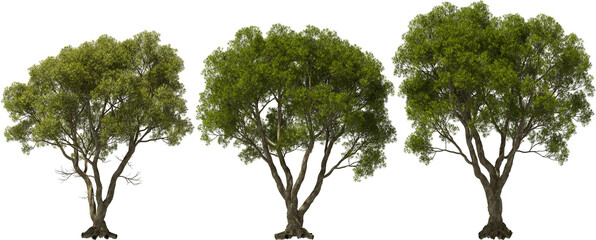 australian tea tree hq arch viz cutout plants - obrazy, fototapety, plakaty