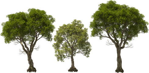 australian tea tree hq arch viz cutout plants - 763203524
