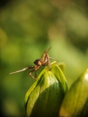 spider on a flower