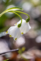 White snowdrop flowers. Early spring blooming flowers. Delicate little flowers. Leucojum vernum L. Snowdrop flower with dew drops