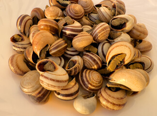 Seashells on a plate as food and eat. Sea shell food. Sea Shells Seashells background.