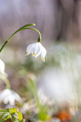 White snowdrop flowers. Early spring blooming flowers. Delicate little flowers. Leucojum vernum L. Snowdrop flower with dew drops