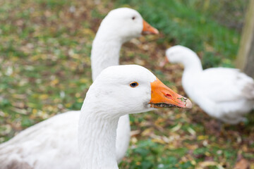 Gänse im Garten