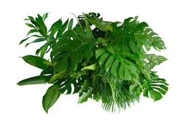 Various species of tropical leaves on transparent background,PNG