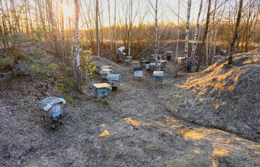 Apiary. Honey production bee farm. Beekeeping in rural. Wooden Beehives in Apiary. Collection of Hives with Colonies of Bees Kept for Honey. Hives of bees. Beehives in countryside. Bee keeping Honey