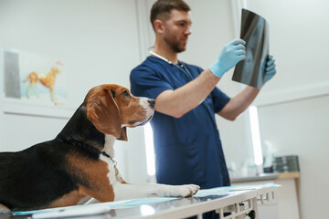 Examining x-ray. Male veterinarian is working with beagle dog in the clinic