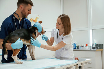 Cheerful doctors. Two veterinarians are working with beagle dog in clinic