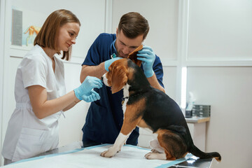 Ears check. Two veterinarians are working with beagle dog in clinic