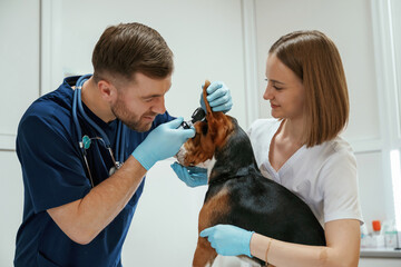 Ears check. Two veterinarians are working with beagle dog in clinic