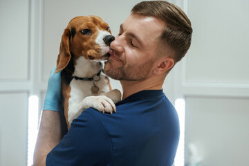 Animal is licking, kissing the man, cute. Male veterinarian is working with beagle dog in the clinic