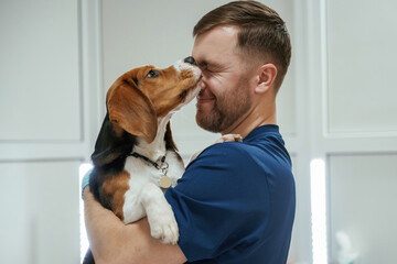 Animal is licking, kissing the man, cute. Male veterinarian is working with beagle dog in the clinic