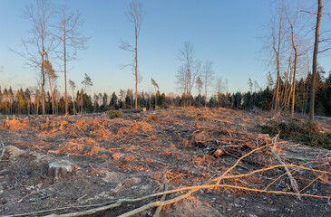 Deforestation and forest clearance. Illegal logging. Forest destruction, felling trees. Cutting...