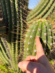 Cactus farm field. Finger on a cactus needle. A cactus needle pricks the finger of a Puga...