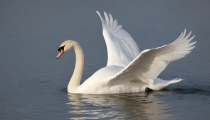 A Swan With Its Wings Half Opened Gliding Gracefu Upscaled - obrazy, fototapety, plakaty