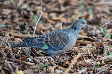 The Oriental turtle dove is a member of the bird family Columbidae.