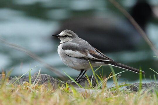 The white wagtail (Motacilla alba) is a small passerine bird in the family Motacillidae.