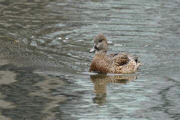 The gadwall (Mareca strepera) is a common and widespread dabbling duck.