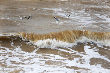 Seagulls fly over sea waves during a storm
