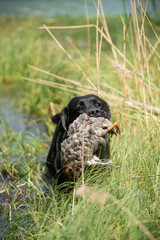 Beautiful labrador retriever carrying a shot down game.