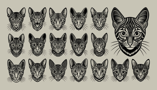 Hand drawing detail toyger cat head tshirt design set