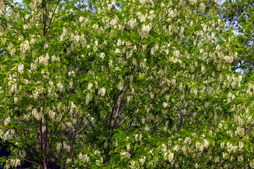 Fototapeta na wymiar White flowers of acacia on the Northern Caucasus.