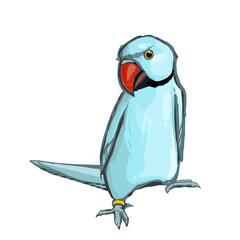 parrot Psittacula krameri