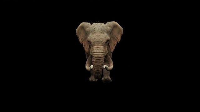 Continuous loop: African elephant in motion against black background. Stunning and dynamic footage for your project.