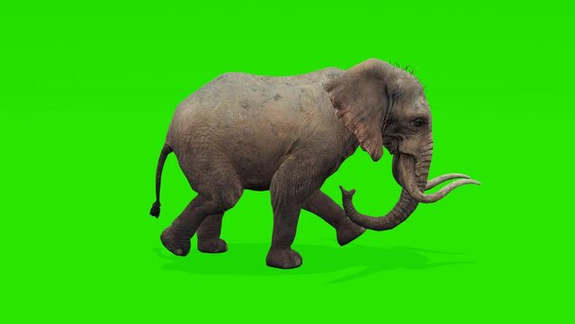 Seamless loop: African elephant gracefully sprinting against green screen backdrop. Perfect for your project's customization needs.