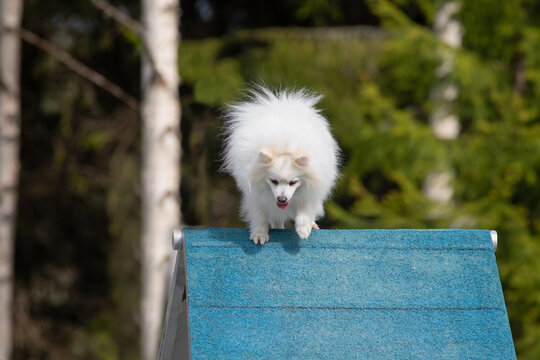 Mittelspitz climbs over an a-frame on a dog agility course