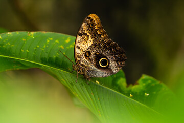 Beautiful butterfly on a natural green bokeh background
