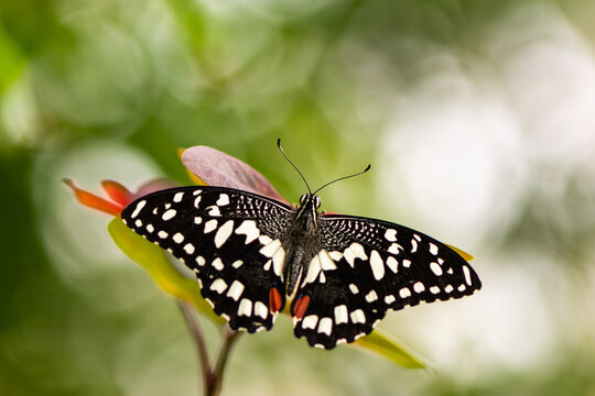 Beautiful butterfly Papilio demoleus (the lime butterfly) with bokeh background