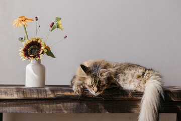 Cute tabby cat sleeping on wooden bench with summer flowers in vase. Adorable cat relaxing and...